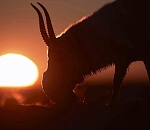 Сделанный в астраханском госзаказнике снимок получил награду международного фестиваля дикой природы