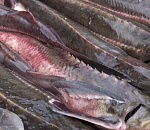 Силовики задержали мужчину, который нашел в Астраханской области рыбы на 20 миллионов