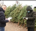 Купленная астраханцами елка может оказаться небезопасной 