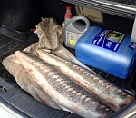 Астраханские полицейские изъяли у водителя иномарки 18 килограммов осетра без документов