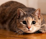 Какое домашнее животное более восприимчиво к коронавирусу