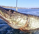 Почти пять тонн рыбы изъяли у астраханских браконьеров