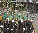 В Астрахани на Больших Исадах проверили продавцов саженцев