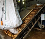 Астраханская фирма отправила первую партию картофеля фри в Казахстан