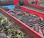 В Астраханской области начались эксперименты с новыми сортами суперфуда