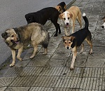 Свора собак возле школы терроризирует астраханцев 