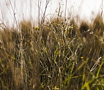 Суд изъял у астраханки 32 га неиспользуемой земли