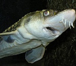 Осетр и икра не доехали из Астрахани до казахстанских столов 