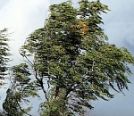 Администрация Астрахани: Сильный ветер в городе сохранится и сегодня 