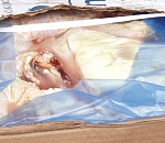 В Астраханской области уничтожили «ножки Буша»