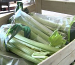 Под Астраханью уничтожили 50 килограммов санкционного сельдерея