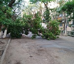 В Астрахани дерево прилегло отдохнуть и перегородило проезд