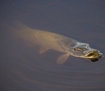 Записки астраханского натуралиста. Что происходит с рыбными ресурсами?