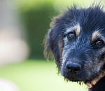 Домашние питомцы астраханцев продолжают становиться жертвами травли уличных животных