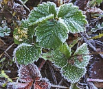 Первые заморозки до -4 придут в Астраханскую область уже на днях