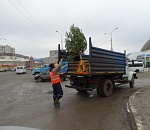 В Астрахани ёлки продают с нарушениями