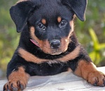 В Астрахани собака застряла в подвале полном воды