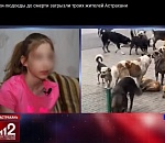 Мама, мы снова в телевизоре! Астраханские собаки-людоеды прославились на всю страну