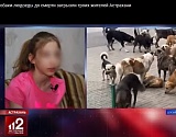 Мама, мы снова в телевизоре! Астраханские собаки-людоеды прославились на всю страну