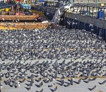 Астраханское судно заполонили голуби