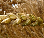 Правительство РФ обнулило экспортную пошлину на пшеницу