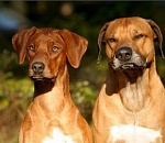 Астраханцы считают, что плохие собаководы опаснее своих питомцев