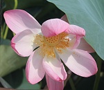 В Астраханской области на месяц раньше зацвели лотосы