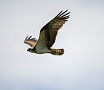 Записки астраханского натуралиста. Скопа, коршун и осоед