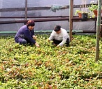 В Астрахани высадят почти пять тысяч деревьев и четверть миллиона цветов