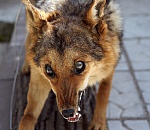 В Астрахани введён карантин по бешенству