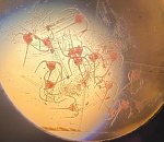 Обнаруженный в Каспийском море «чужой» стал потенциальной угрозой для экосистемы