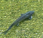 Астраханские пограничники спасли из браконьерских сетей больше 100 осетров 