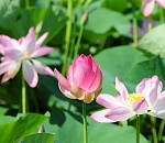 Forbes оценил экологический отдых в Астраханской области