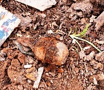 Недалеко  от Астрахани обнаружили ручную противопехотную гранату