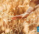 Топ вакансий в астраханском агропроме, где готовы платить от 50 тысяч рублей