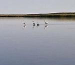 В Астраханской области сфотографировали семью редкой птицы