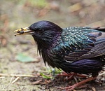 Записки астраханского натуралиста. Скворцы, вестники весны