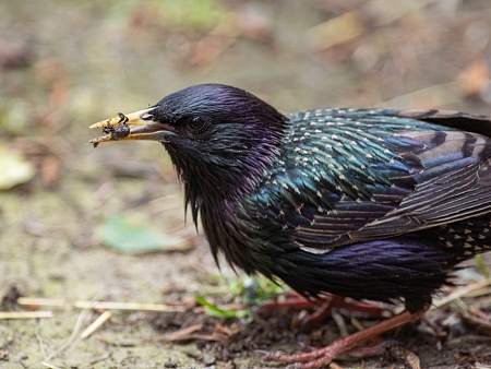 Записки астраханского натуралиста. Скворцы, вестники весны