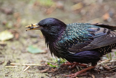 Записки астраханского натуралиста. Скворцы, вестники весны