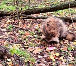 Астраханцы сообщают о раненной в лесу енотовидной собаке