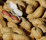 В Астраханской области будут выращивать арахис