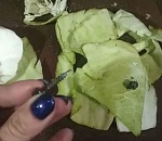 В астраханском зоопарке в корме для животных нашли саморезы 