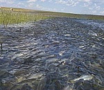 Астраханцы могут лишиться воблы навсегда