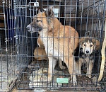 Игорь Бабушкин: приюты не спасают от собак, нужны дополнительные меры 