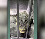 Астраханцев приглашают на показательное кормление крокодилов