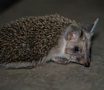 Записки астраханского натуралиста. Чем запомнится 2020