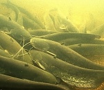 Астраханские браконьеры мешают рыбе зимовать