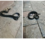 Гадюка или уж? В центре Астрахани обнаружили черную змею