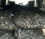 Под Астраханью тормознули иномарку с более трети тонны живых раков