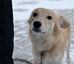 В Астрахани предложили создать "собачий ютуб"